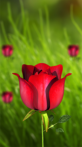 Android Hintergrundbilder Blume 360 3D  kostenlos auf den Desktop herunterladen. 