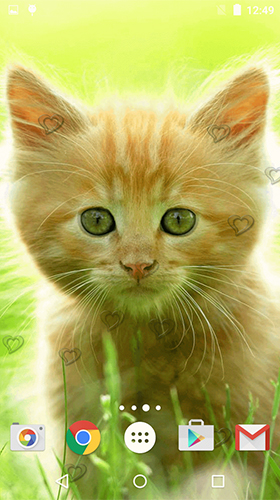 Android Hintergrundbilder Niedliche Kätzchen  kostenlos auf den Desktop herunterladen. 