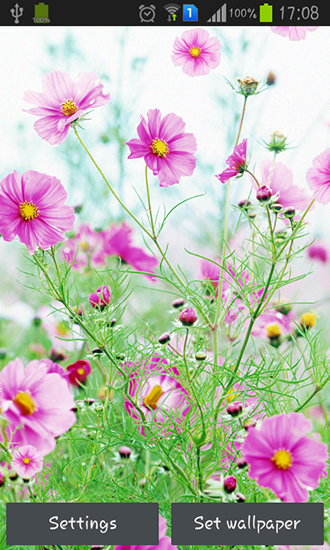Download Live Wallpaper Süße Blumen für Android 4.4.4 kostenlos.