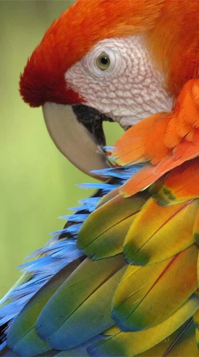 Android Hintergrundbilder Sprechender Papagei  kostenlos auf den Desktop herunterladen. 