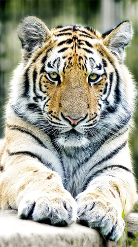 Android Hintergrundbilder Tiger  kostenlos auf den Desktop herunterladen. 