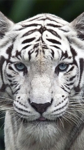 Android Hintergrundbilder Weißer Tiger  kostenlos auf den Desktop herunterladen. 