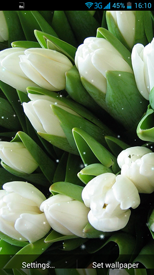 Kostenlos Live Wallpaper Weiße Blumen für Android Smartphones und Tablets downloaden.