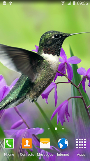 Android Hintergrundbilder Kolibri kostenlos auf den Desktop herunterladen. 