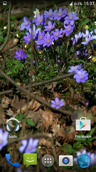 Android Hintergrundbilder Waldblumen kostenlos auf den Desktop herunterladen. 