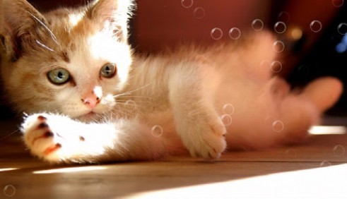Android Hintergrundbilder Faules Kätzchen kostenlos auf den Desktop herunterladen. 