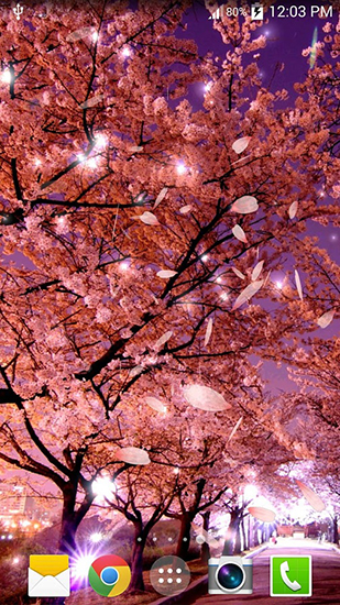 Android Hintergrundbilder Sakura kostenlos auf den Desktop herunterladen. 