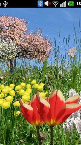 Bildschirm screenshot Frühlingsblumen  für Handys und Tablets.