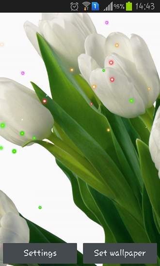 Android Hintergrundbilder Frühlingslinien und Tulpen kostenlos auf den Desktop herunterladen. 