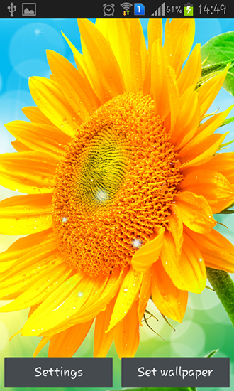 Android Hintergrundbilder Sonnenblumen kostenlos auf den Desktop herunterladen. 