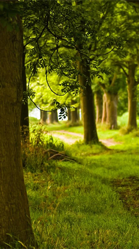 Bildschirm screenshot Sonniger Wald  für Handys und Tablets.