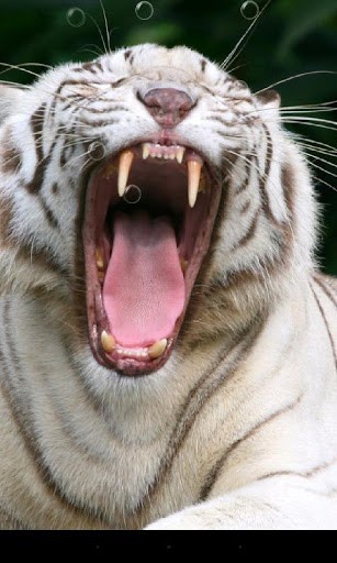 Android Hintergrundbilder Tiger kostenlos auf den Desktop herunterladen. 