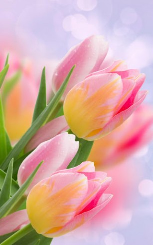 Android Hintergrundbilder Tulpen kostenlos auf den Desktop herunterladen. 