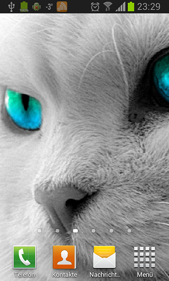 Android Hintergrundbilder Weiße Katzen kostenlos auf den Desktop herunterladen. 