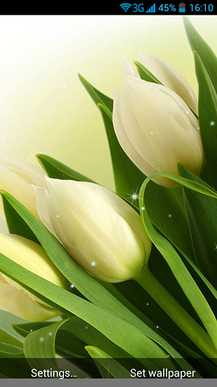 Android Hintergrundbilder Weiße Blumen kostenlos auf den Desktop herunterladen. 