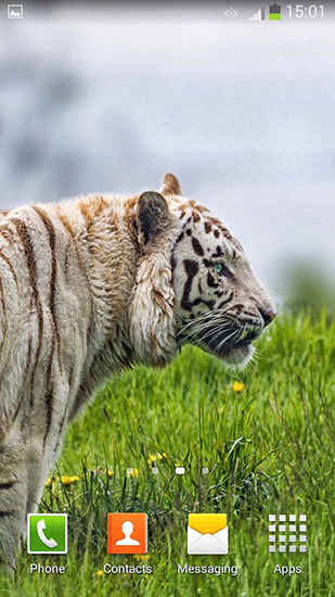 Android Hintergrundbilder Weißer Tiger kostenlos auf den Desktop herunterladen. 