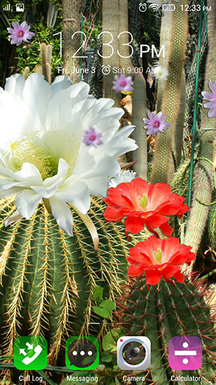 Bildschirm screenshot Kaktusblumen für Handys und Tablets.