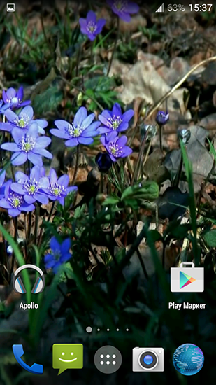 Bildschirm screenshot Waldblumen für Handys und Tablets.