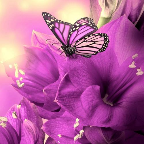 Zauberhafte Schmetterlinge 3D