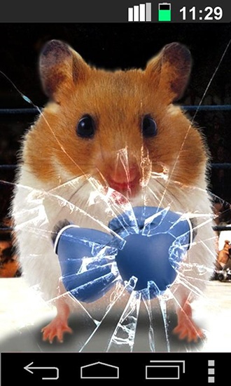 Lustiger Hamster: Zersplitterter Bildschirm