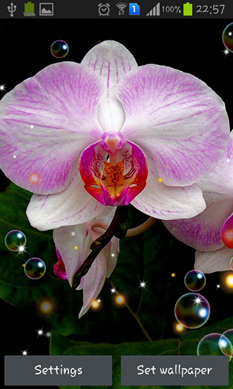 Orchideen HD
