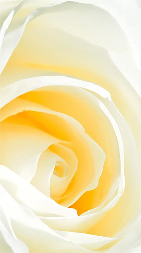 Weiße Rose 