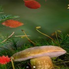 Neben Live Wallpapern für Android Aquarium kannst du die apk des Hintergrunds Schöner Herbst  gratis herunterladen.