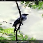 Neben Live Wallpapern für Android Sternenregen kannst du die apk des Hintergrunds Vogelgeräusche  gratis herunterladen.