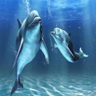 Neben Live Wallpapern für Android Mein Date HD kannst du die apk des Hintergrunds Delfine 3D  gratis herunterladen.