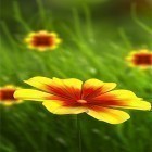 Neben Live Wallpapern für Android Kleine Sommerblumen kannst du die apk des Hintergrunds Blume 360 3D  gratis herunterladen.