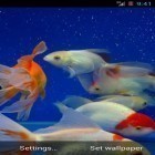 Neben Live Wallpapern für Android Verträumte Uhr: Weihnachten kannst du die apk des Hintergrunds Goldfisch  gratis herunterladen.