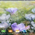 Neben Live Wallpapern für Android Rose  kannst du die apk des Hintergrunds Blumen im Regen  gratis herunterladen.