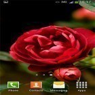 Neben Live Wallpapern für Android Optische Illusion kannst du die apk des Hintergrunds Rosen  gratis herunterladen.