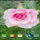Neben Live Wallpapern für Android Qualle  kannst du die apk des Hintergrunds Rosen  gratis herunterladen.