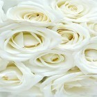 Neben Live Wallpapern für Android Liebe kannst du die apk des Hintergrunds Weiße Rose  gratis herunterladen.