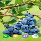 Neben Live Wallpapern für Android Tulpe 3D kannst du die apk des Hintergrunds Beeren gratis herunterladen.