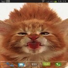 Neben Live Wallpapern für Android Cartoon-Wüste 3D kannst du die apk des Hintergrunds Katze leckt den Bildschirm gratis herunterladen.