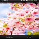 Neben Live Wallpapern für Android Zoo: Katze kannst du die apk des Hintergrunds Kirschblüten gratis herunterladen.