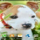 Neben Live Wallpapern für Android Wetter  kannst du die apk des Hintergrunds Niedliche Tiere gratis herunterladen.