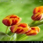 Neben Live Wallpapern für Android  kannst du die apk des Hintergrunds Tropfen auf Tulpen gratis herunterladen.