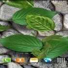 Neben Live Wallpapern für Android Zen Garten kannst du die apk des Hintergrunds  gratis herunterladen.