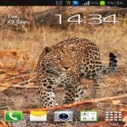Neben Live Wallpapern für Android Flachland  kannst du die apk des Hintergrunds Leopard gratis herunterladen.