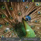 Neben Live Wallpapern für Android Mystische Nacht: Live Wallpaper kannst du die apk des Hintergrunds Pfau Feder gratis herunterladen.