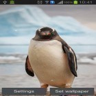 Neben Live Wallpapern für Android Uhr HD kannst du die apk des Hintergrunds Pinguin gratis herunterladen.