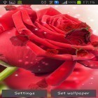 Neben Live Wallpapern für Android Mystische Nacht: Live Wallpaper kannst du die apk des Hintergrunds Rote Rose gratis herunterladen.