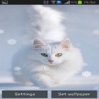 Neben Live Wallpapern für Android Gefrorene Schönheit: Wintermärchen kannst du die apk des Hintergrunds Schneekatzen gratis herunterladen.