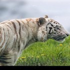 Neben Live Wallpapern für Android Bergwetter kannst du die apk des Hintergrunds Tiger gratis herunterladen.