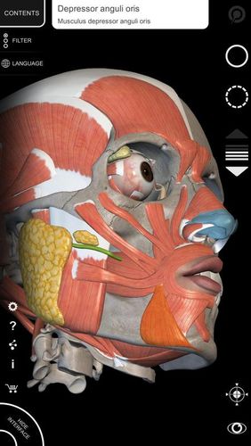 Muskeln | Skelett - 3D Atlas der Anatomie 