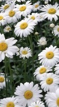Lade kostenlos 128x160 Hintergrundbilder Pflanzen,Blumen,Kamille für Handy oder Tablet herunter.